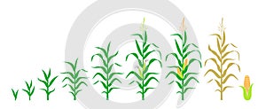 Cycle of growth of a corn. Isolated corn on white background photo